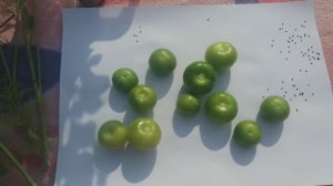 Физалис поспел, варенье готово!!!Необычный вкус!!!