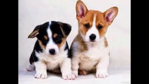 Самые прикольные и веселые собаки Сиба-ину. TOP Funniest Shiba Inu Videos