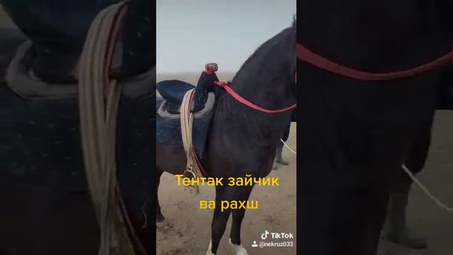 аспои махмуд човандоз