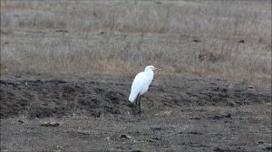 Зимний Дагестан - рай для бердвочера