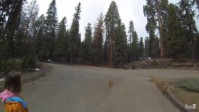 #29. Национальный парк Sequoia в США. Путешествие по Америке