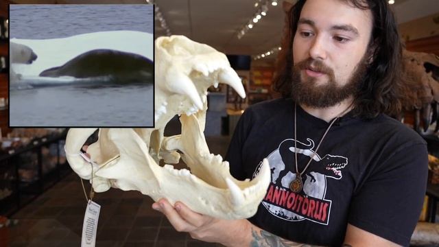 Arctodus the Short Faced Bear vs Polar and Grizzly Bear смотреть онлайн