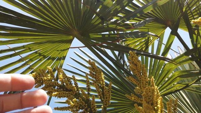 Определяем половую принадлежность Пальмы Трахикарпус! смотреть онлайн