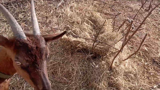 Дружковка 23 февраля 2024.Привет от Разноцветника.Весь день тепло. смотреть онлайн