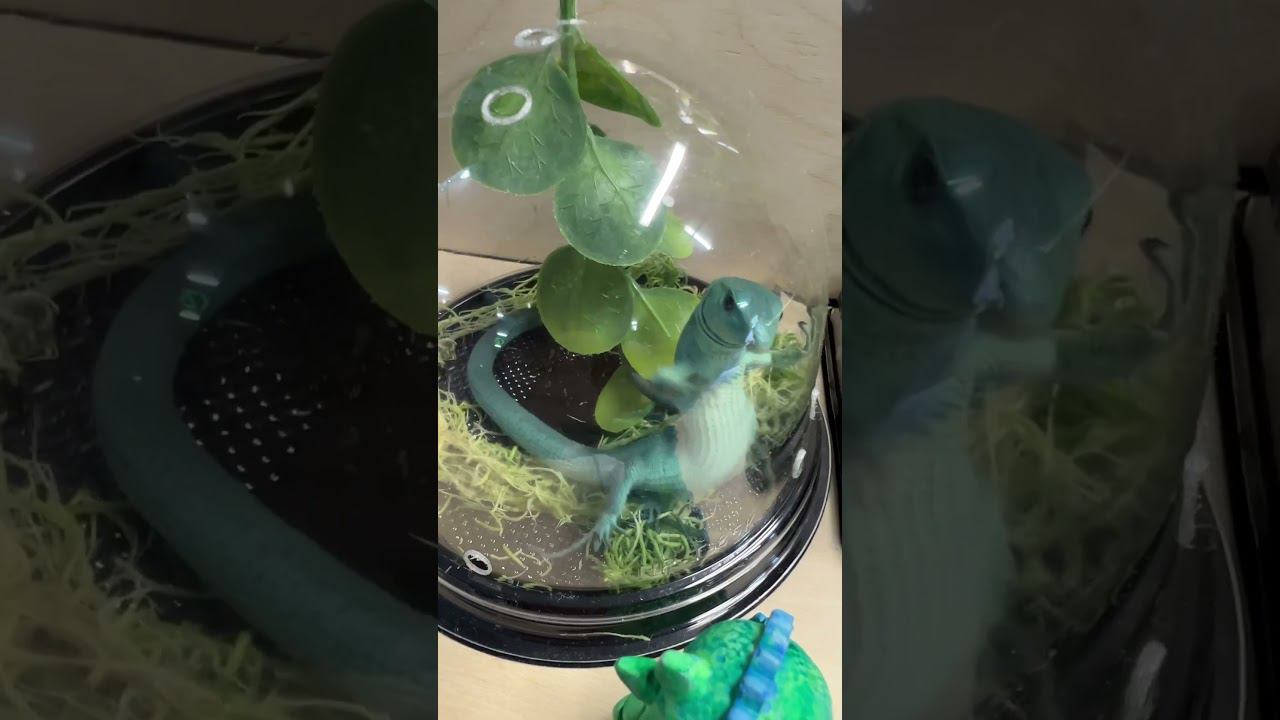 Ящерица! #москва #shortvideo #zoolife #zooanimals #экзотика #zoo #reptile #ящерица #зверьёмоё