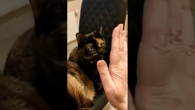 Тютелька и Генриетта дома смотреть онлайн