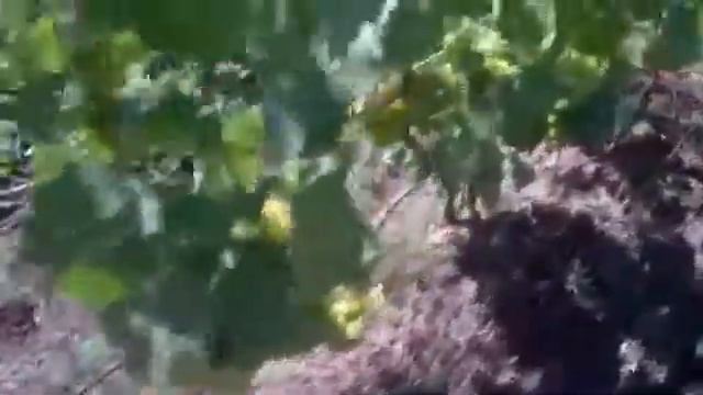 Уход за виноградом. Полезное. смотреть онлайн