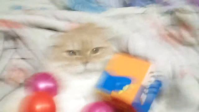 Играю с котом смотреть онлайн