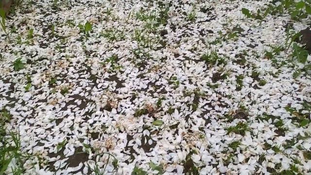 Пришла весна, весне дорогу. Цветопад, в моем саду)