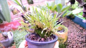 Обзор рода Dryadella