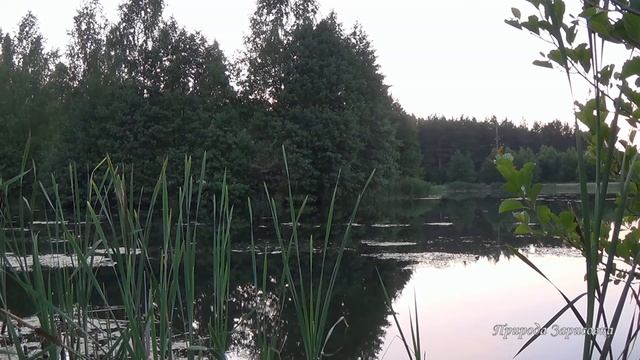 Сиреневый Туман Утром на Озере со Звуками Природы | 1 Час Видео для Релаксации и Медитации