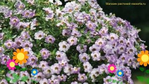 Калибрахоа обыкновенная Лавандер Сорбет. Краткий обзор, описание calibrachoa Lavender Sorbet