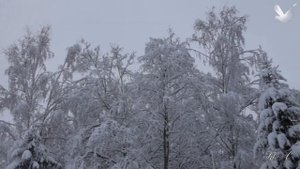✨ Для души... Вадим Гурьев - Обними Любимую.  Vadim Guryev - Hug Your Sweetheart.
