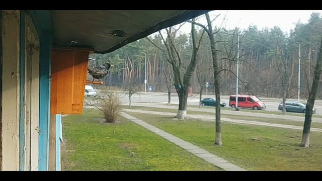 СВОРЦЫ прилетели (25.03.2020) смотреть онлайн