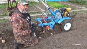 Картофель 2018