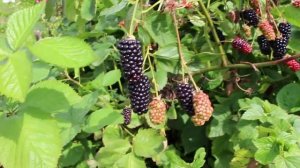 Ежевика Натчез
