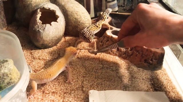 Кормление эублефаров/ хватают сверчков с пинцета/ домашняя ящерица смотреть онлайн