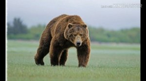 Кто такие животные?