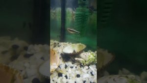 Сом агамикс уход!