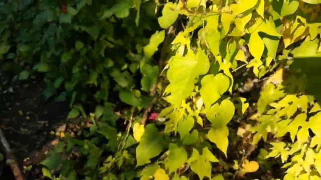 ДАЧА#ЦВЕТЫ В МОЕМ САДУ смотреть онлайн