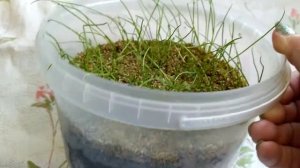 Лук репчатый "Стригуновский местный ". Всходы.