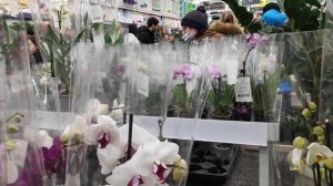 ОРХИДЕИ в Леруа Мерлен на пр.Испытателей Спб(06.03.22)