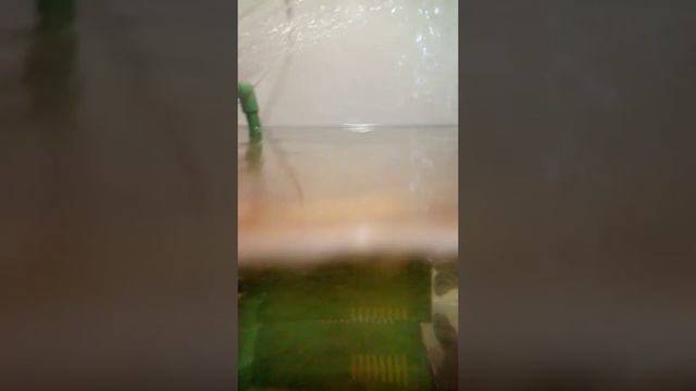Красноухая черепаха