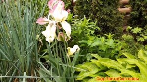 Микс.Весна в нашем саду.Как все начиналось.Природа пробуждается.Красивая дача своими руками. Сад.