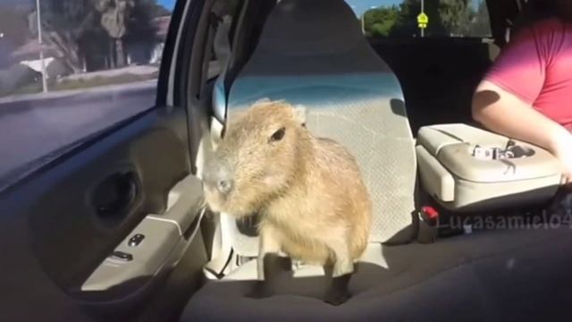 капибара едет в машине смотреть онлайн