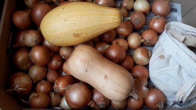 Чеснок!Хранение в домашних условиях!Лук,кабачки и тыква до весны! смотреть онлайн
