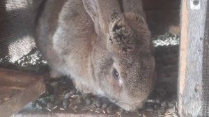 Можно ли кроликам пекинскую капусту? ??