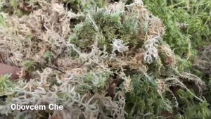 Огромный прицеп мха для Африканских Улиток АХАТИН?