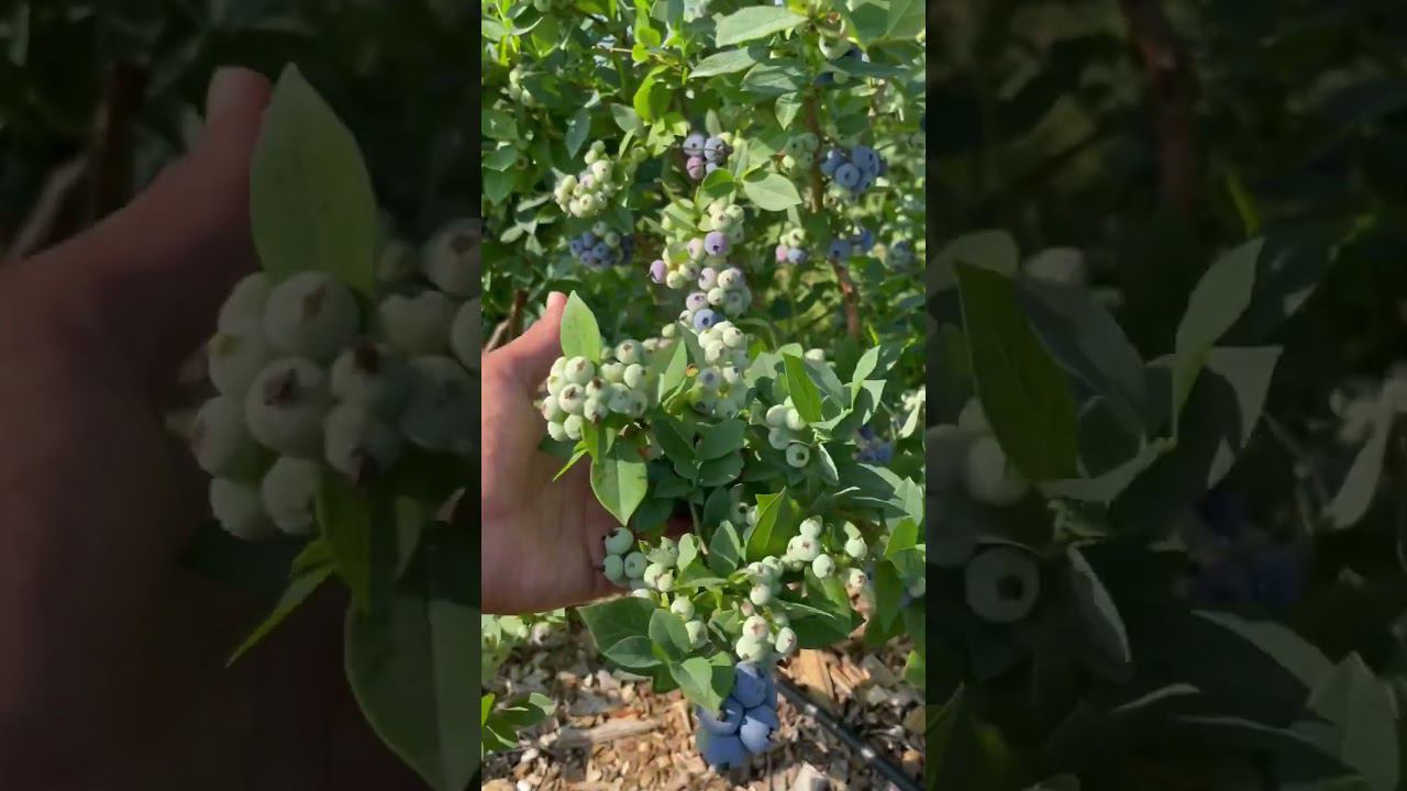 Голубика Huron. Новинка. Подмосковье. #голубика #подмосковье #саженцыголубики смотреть онлайн