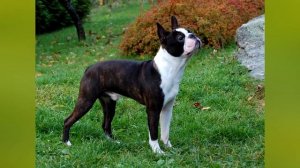 Бостон терьер описание породы собаки!