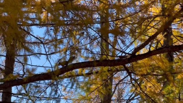 Осенний парк смотреть онлайн