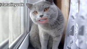 Когда коты сожрали всю аптечку