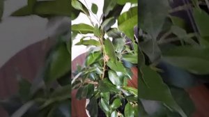 Комнатный цветок Фикус Бенджамина / Уход за Фикусом