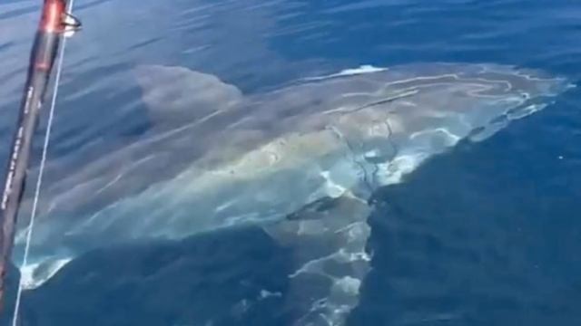 How Big Can A Great White Shark Grow? смотреть онлайн