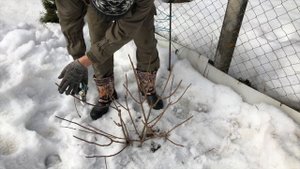 Метельчатые гортензии. Весенняя обрезка гортензий. Правильная и простая формировка гортензий.