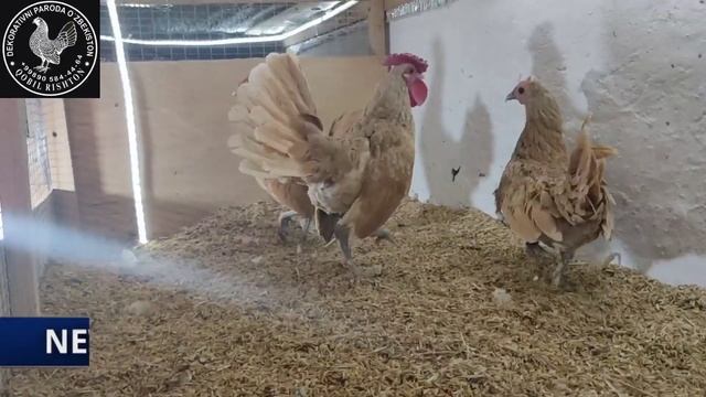 декоративные куры сибрайт sibrayt QOBIL RISHTON смотреть онлайн