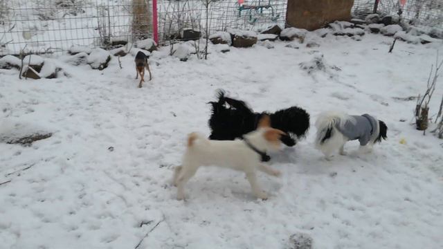 Японский хин Чарли, той терьер Черри, болонка Рома, джек рассел Джекки смотреть онлайн
