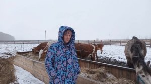 КАК КУПИТЬ ЗДОРОВУЮ КОРОВУ? ПРАВДА ЛИ ЧТО ХОРОШИХ КОРОВ НЕ ПРОДАЮТ...?