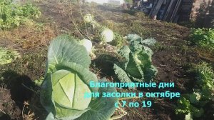 Когда убирать капусту на хранение. Благоприятные дни для засолки капусты в октябре.