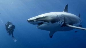 Интересные факты - Рыбы