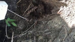 Выращивание фисташкового дерева часть 21