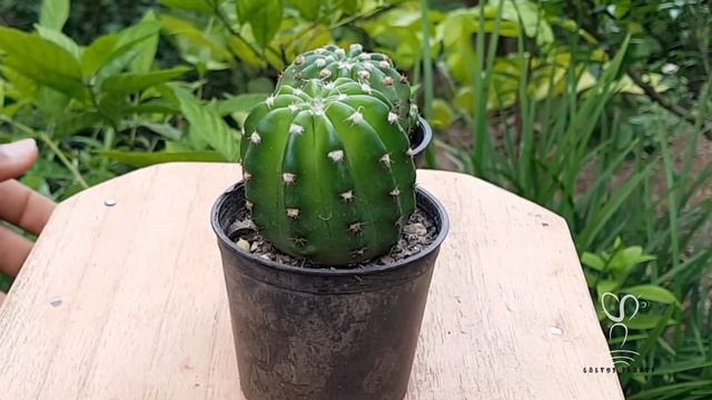 Echinopsis subdenudata