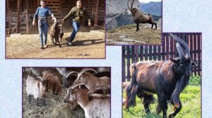 Фазиль Искандер. Созвездие козлатура.wmv