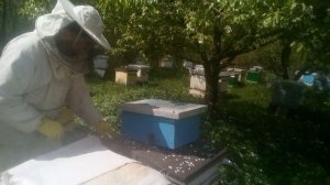 Пасека Лаврова. Моя прививочная рамка с маточниками и нуклеус