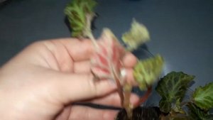 Вегетативная бегония , Икония . обзор посылки