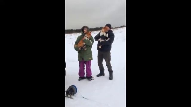 Пара басенджи Роби и Захар смотреть онлайн